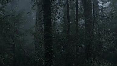 高大树木的云林中下雨阴森森的云林视频的预览图